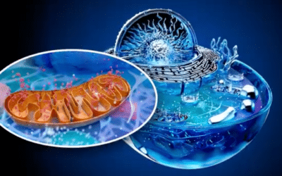 The Benefits of PEMF Therapy: Supporting Healing at the Cellular Level
